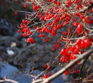구례산동 건산수유150g